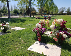 Parcelas dentro del parque